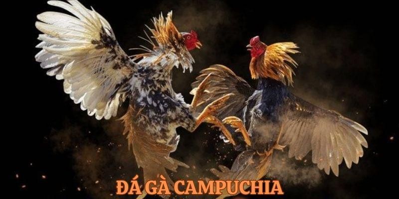 Đá gà Campuchia - Hình thức cá cược trực tiếp thú vị tại J88