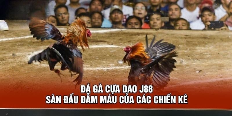 Thông tin sơ lược về đá gà cựa dao tại J88