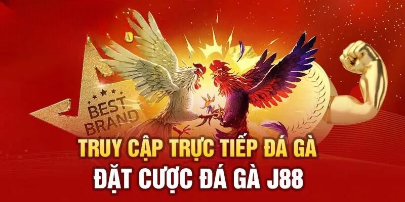 Đá gà là hình thức cá cược rất được yêu thích tại J88