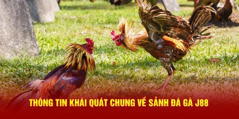 Luật chơi đá gà thế nào tại sảnh