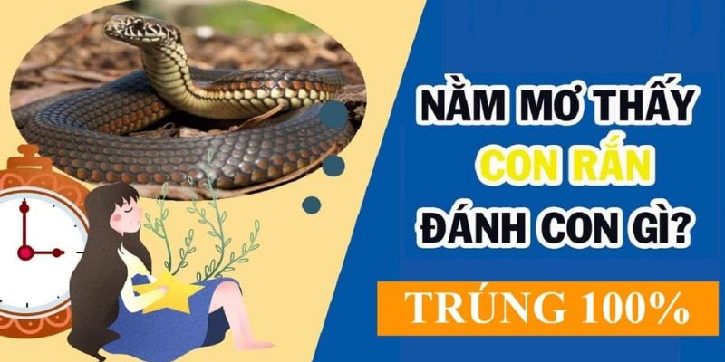 Đánh con gì khi chiêm bao về động vật trên?