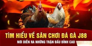 Trực tiếp đá gà Thomo - Hình thức thi đấu nổi tiếng tại J88