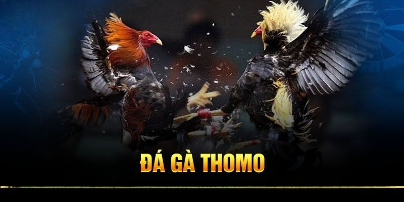 Thông tin cơ bản về dịch vụ trực tiếp đá gà Thomo