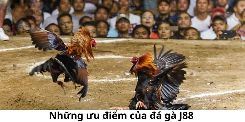 Ưu điểm chỉ có tại đá gà cực sắt